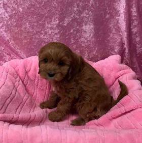 Cavalier King Charles/Poodle