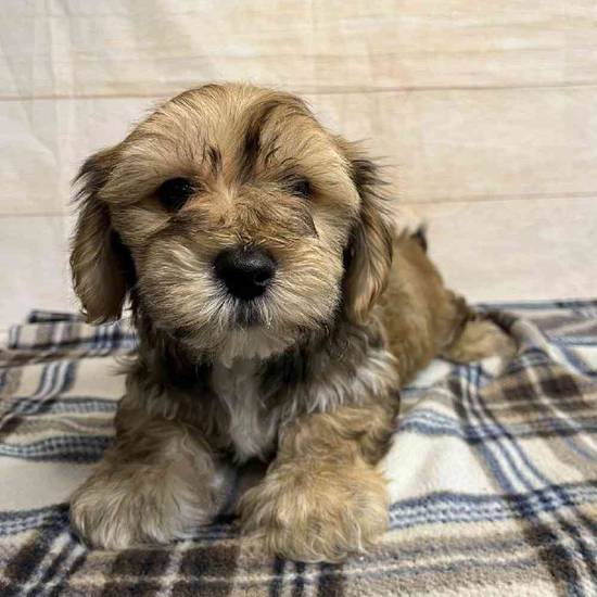 Theodore