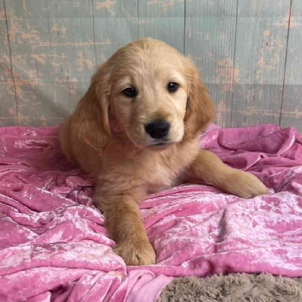 Image of a pet breed in the gallery