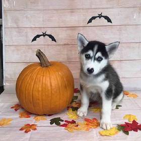 Siberian Husky
