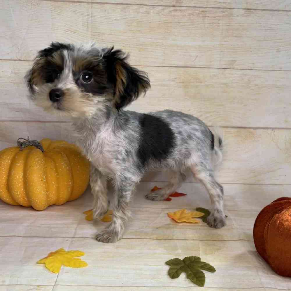 carousel pet images