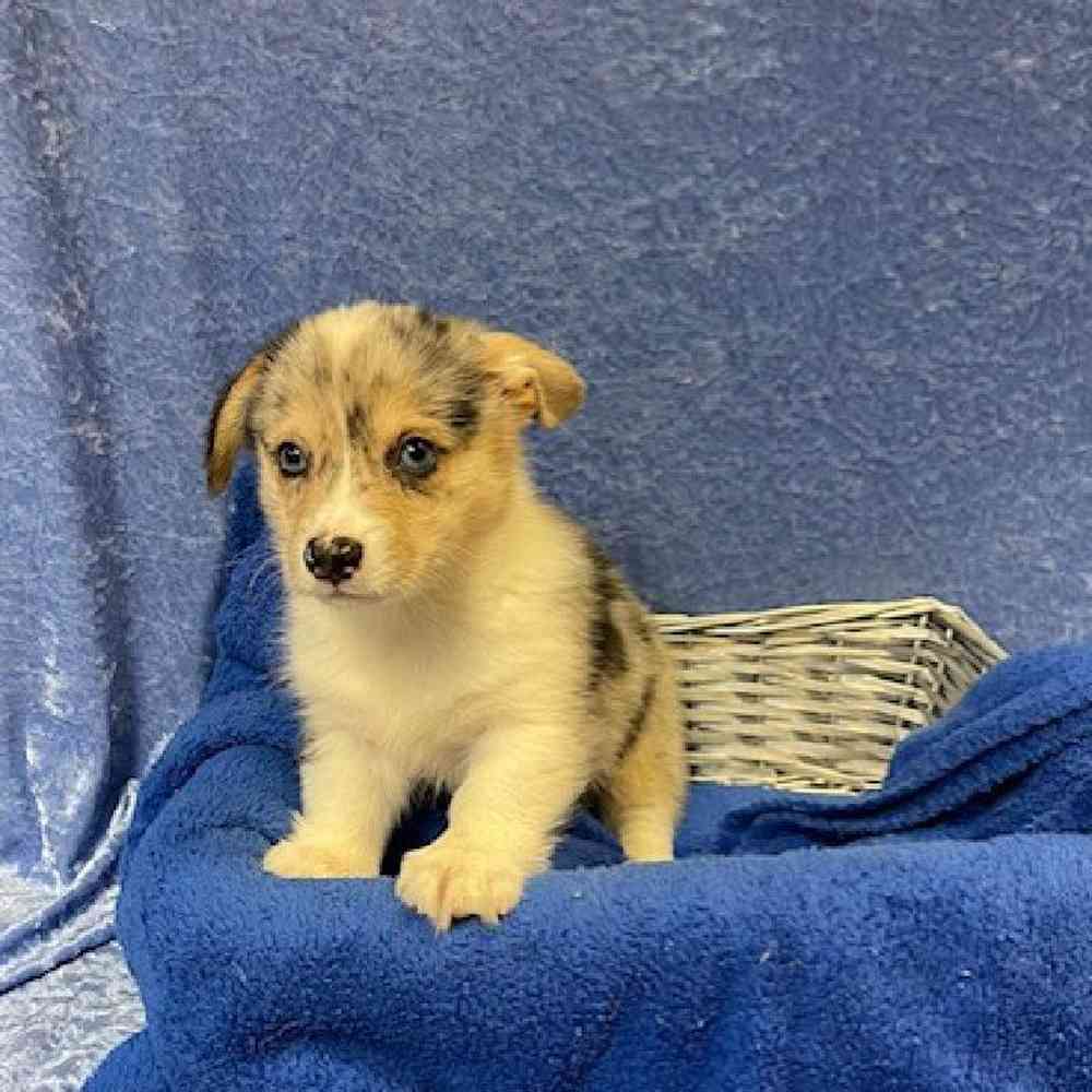 carousel pet images