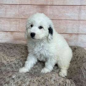 Old English Sheepdog/Poodle
