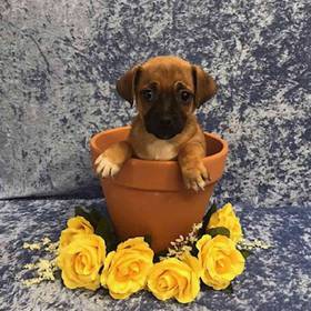 Pug/Jack Russell