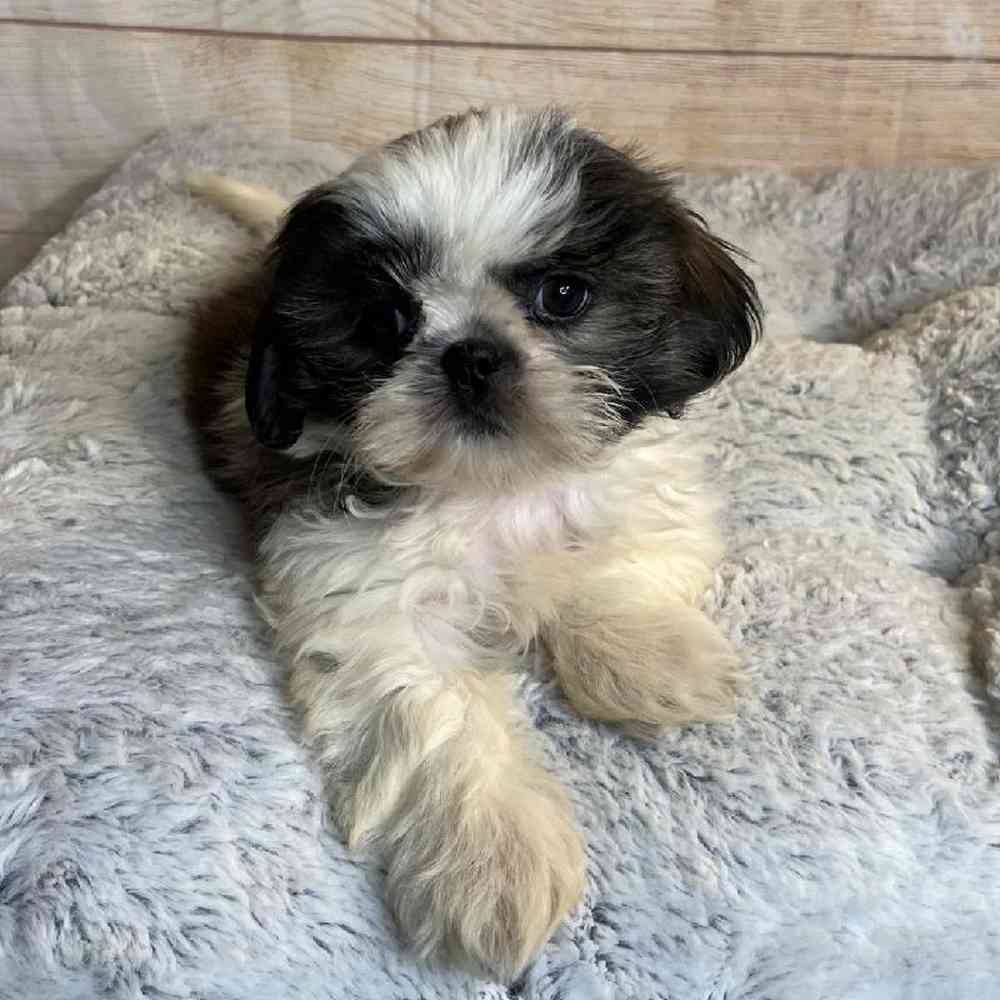 carousel pet images