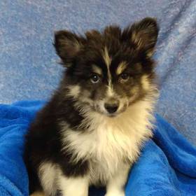 Pomeranian/Siberian Husky
