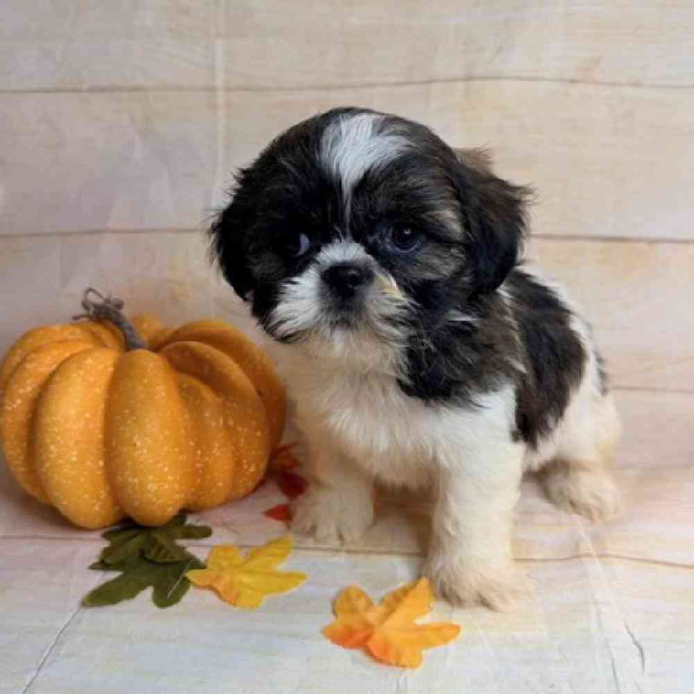 carousel pet images