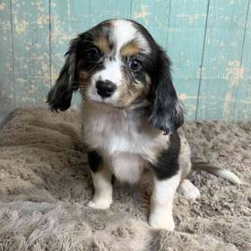 Miniature Australian Shepherd/Cavalier King Charles Spaniel