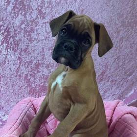 Boxer