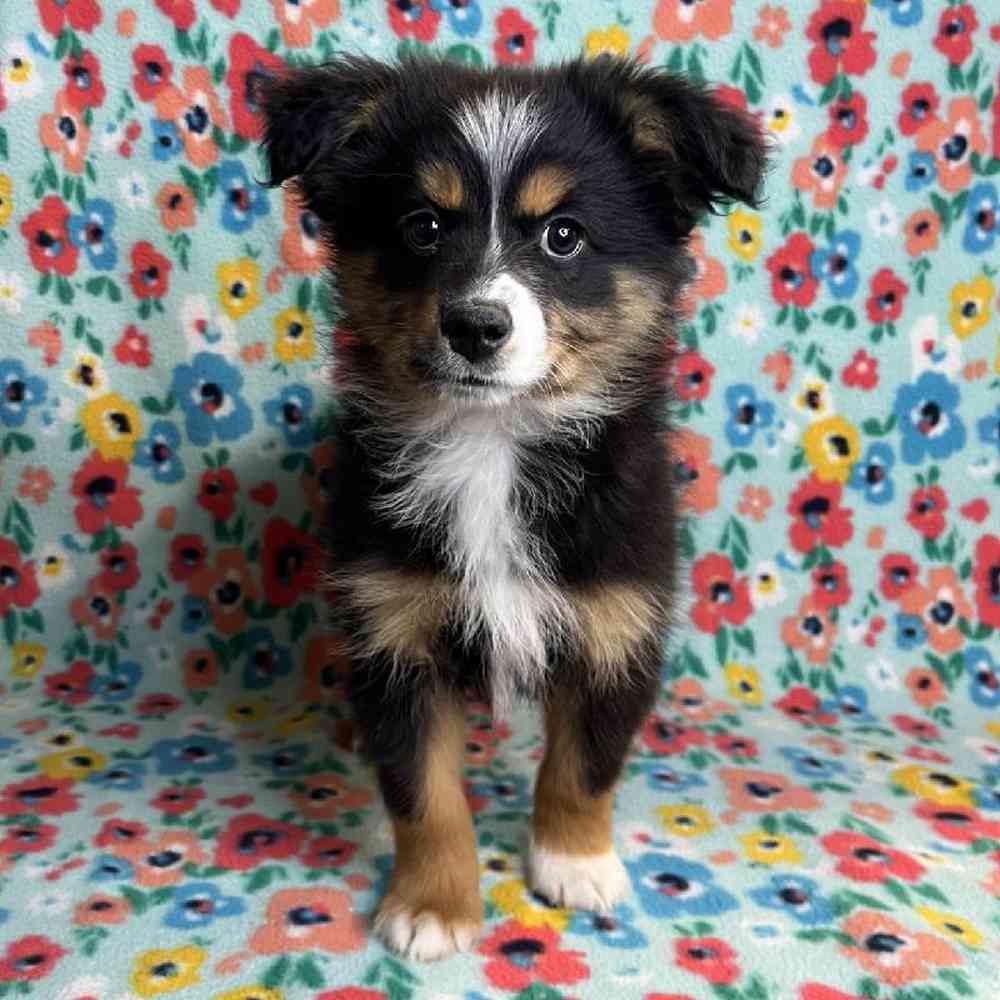 carousel pet images