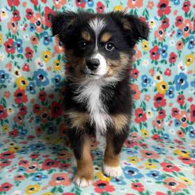 Miniature Australian Shepherd