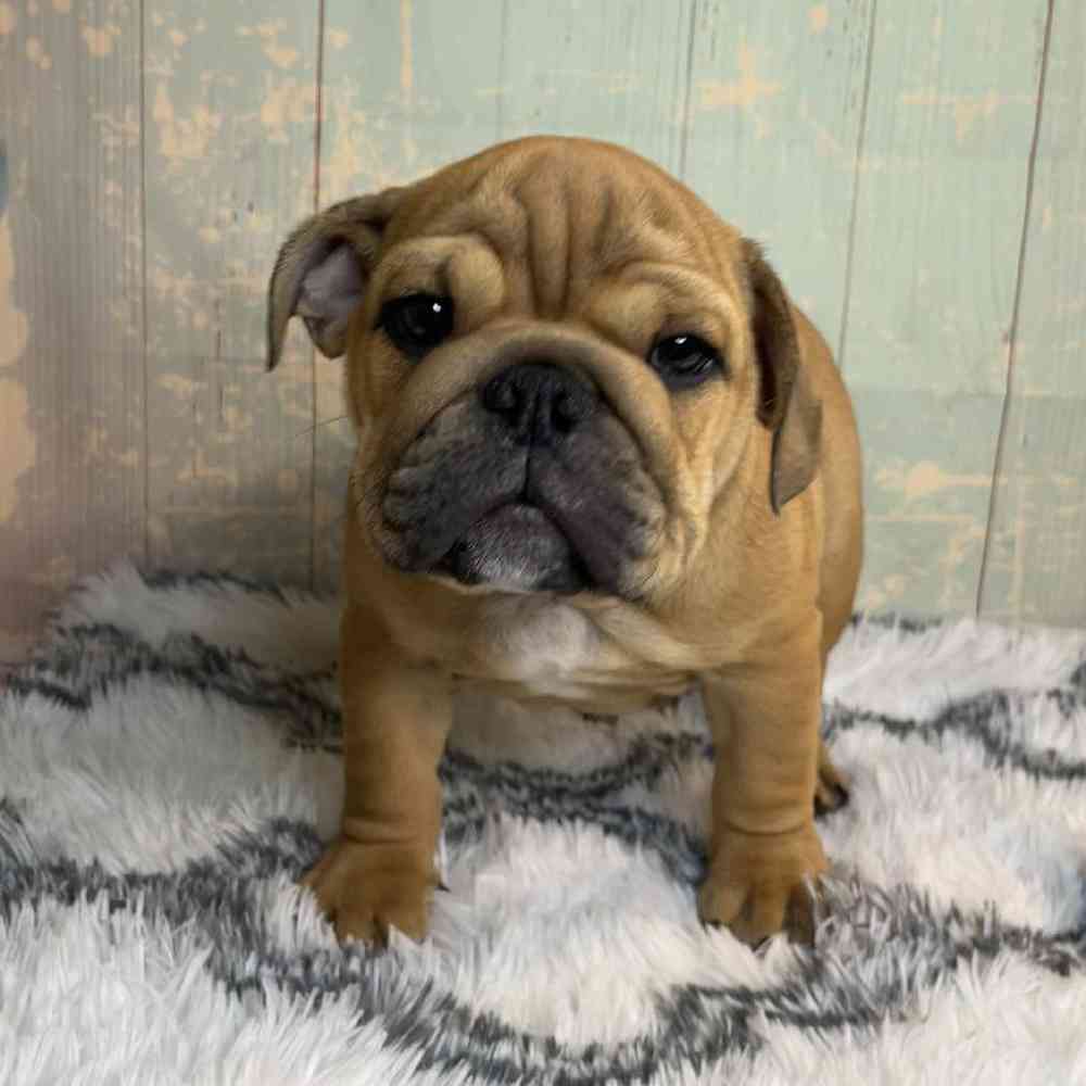 Image of a pet breed in the gallery