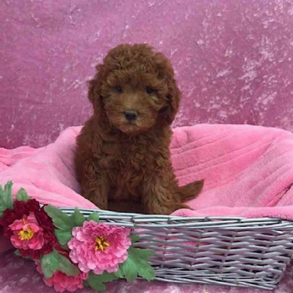 carousel pet images