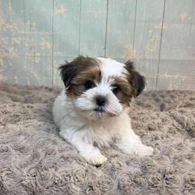 ShihTzu/Yorkie