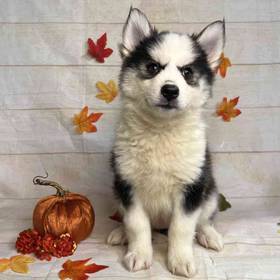 Pomeranian/Siberian Husky