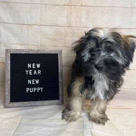 Havanese