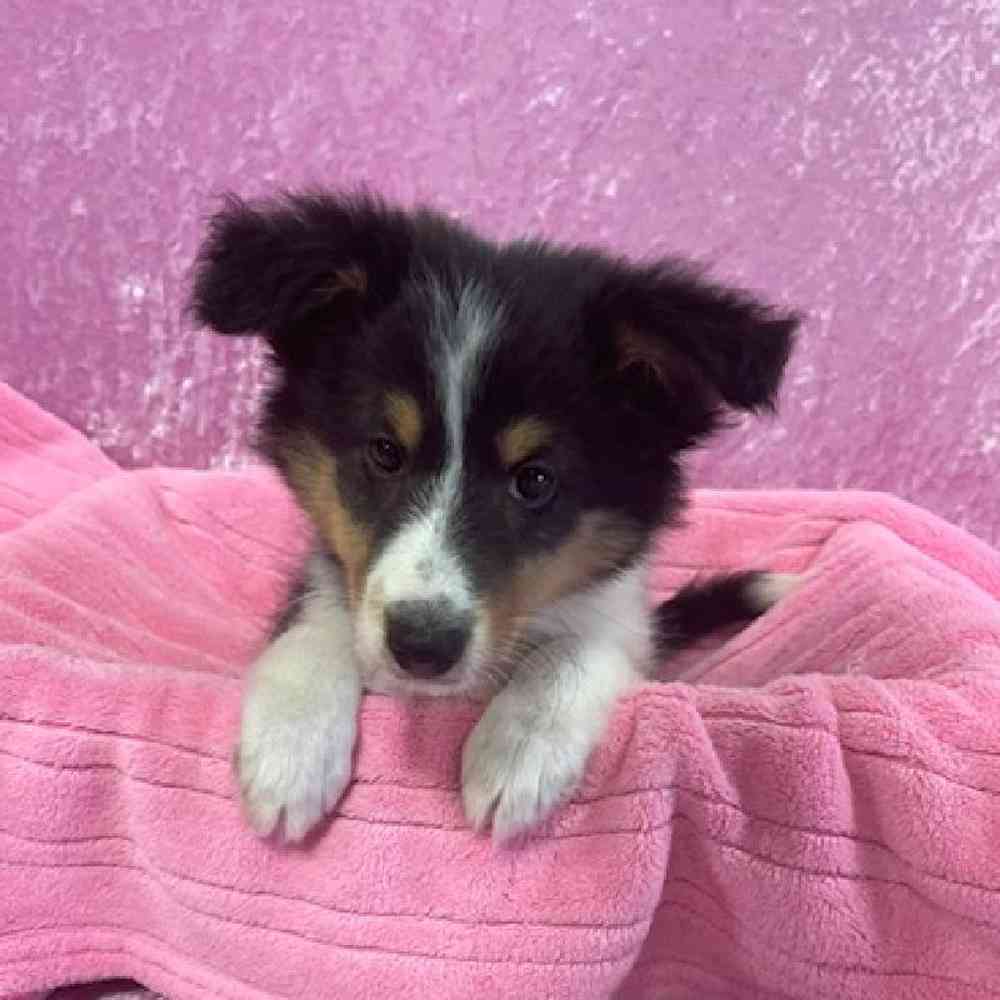 Shetland Sheepdog Puppy for sale Tullys Kennels