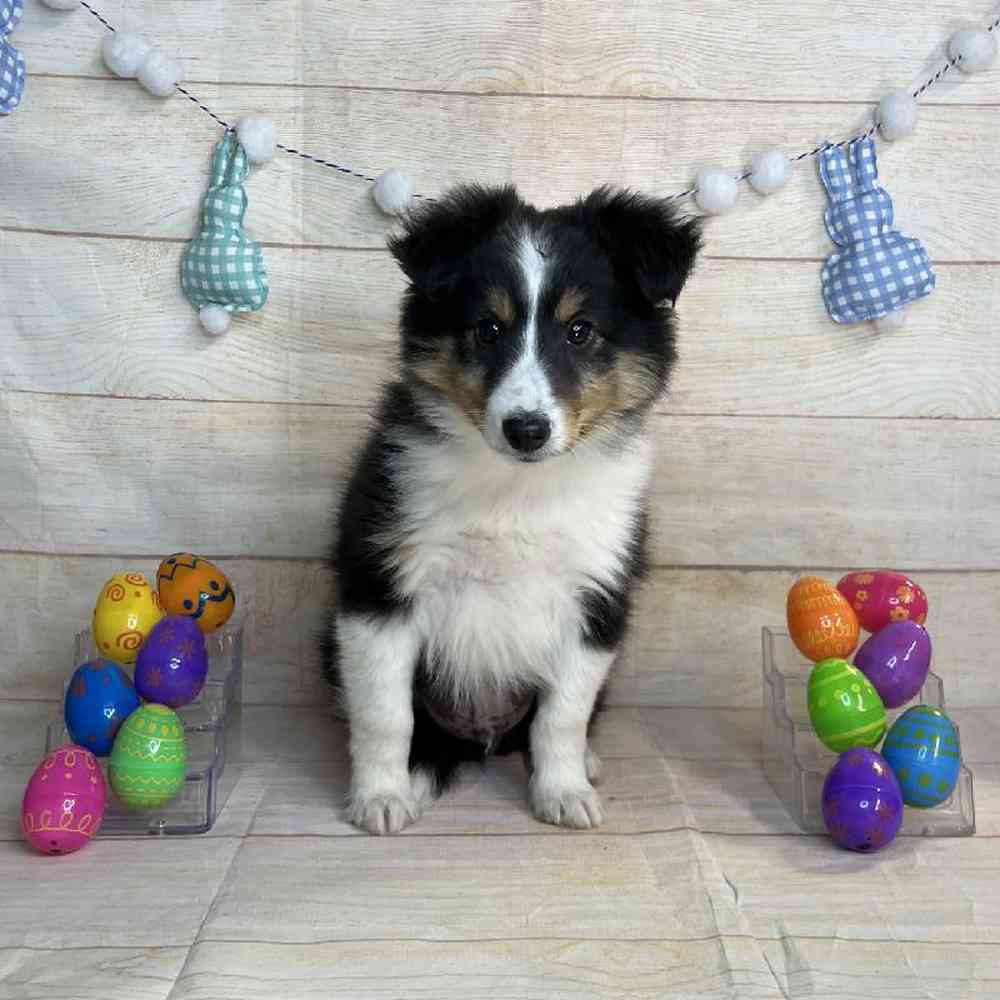 Image of a pet breed in the gallery
