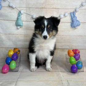 Shetland Sheepdog