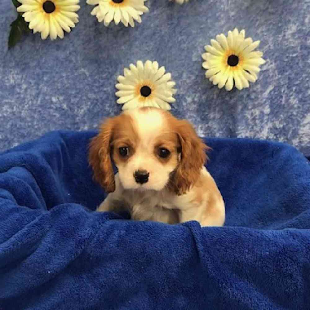 Cavalier King Charles Spaniel Puppy for sale Tullys Kennels
