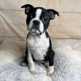 Boston Terrier