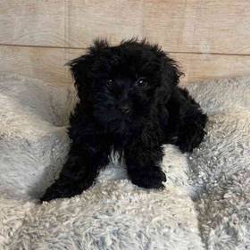 Yorkshire Terrier/Poodle