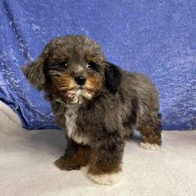 Poodle