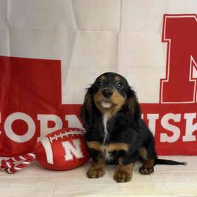 Dachshund