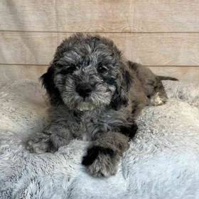 Golden Retriever/ Poodle