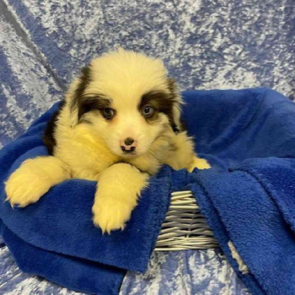 Miniature Australian Shepherd Puppy for sale Tullys Kennels