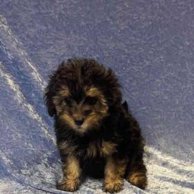 Silky Terrier/Poodle