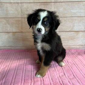Miniature Australian Shepherd