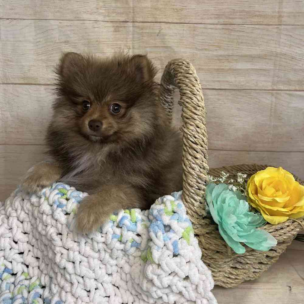 carousel pet images