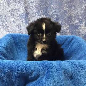 Miniature Australian Shepherd
