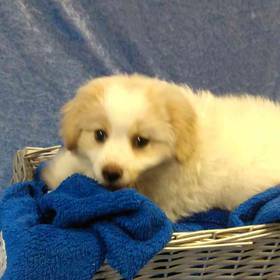 Cocker Spaniel/Pomeranian