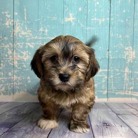 Havanese