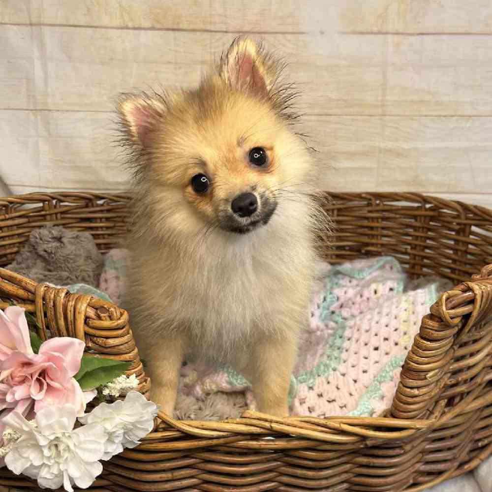 carousel pet images