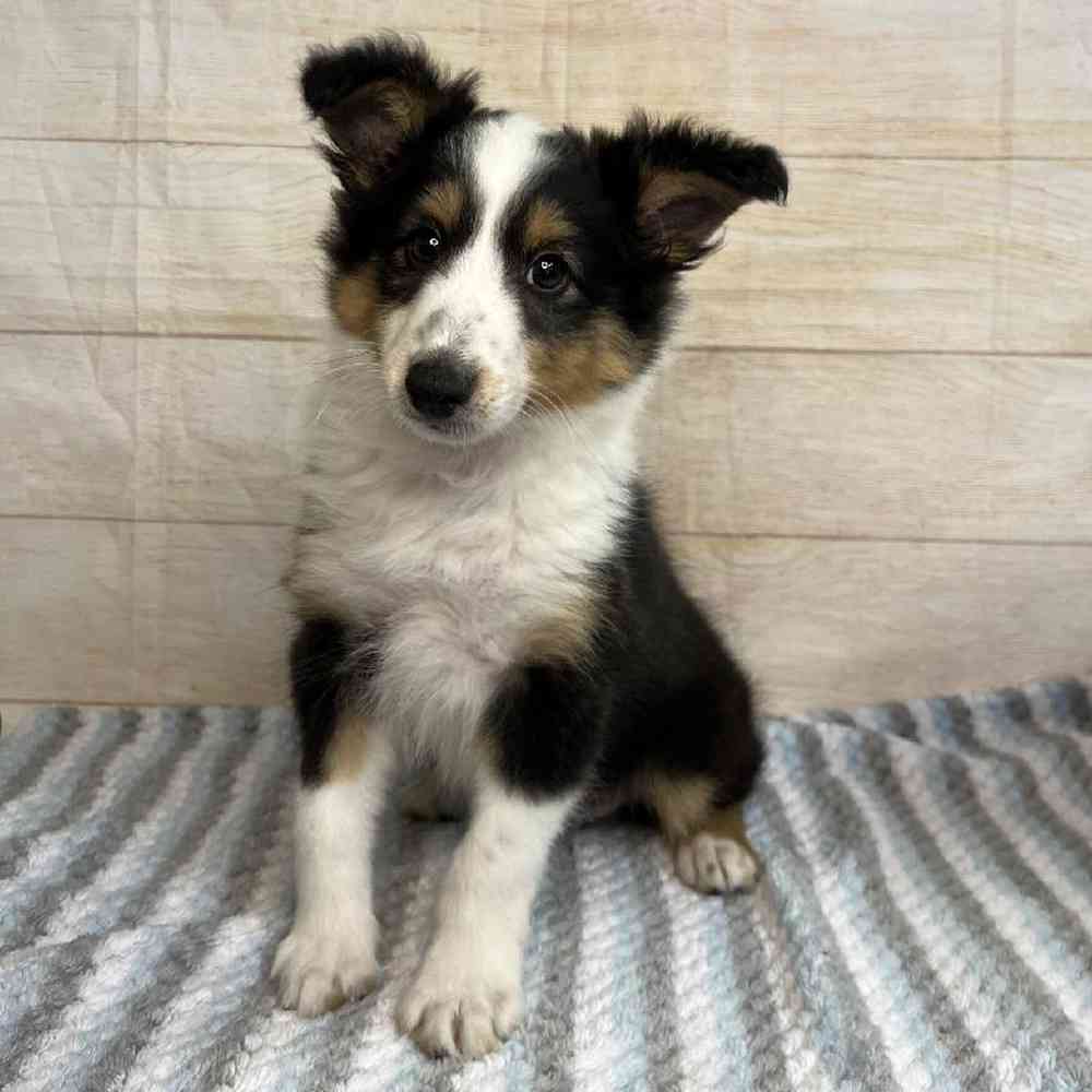 Image of a pet breed in the gallery