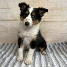 Shetland Sheepdog