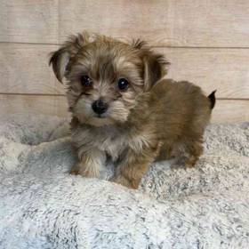 Yorkie/Bichon Frise