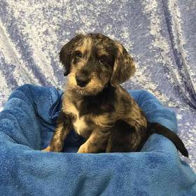 Labrador Retriever/ Miniature Poodle