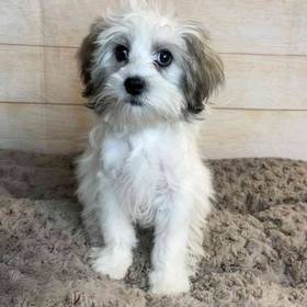 Shih Tzu/Pekingese/Poodle