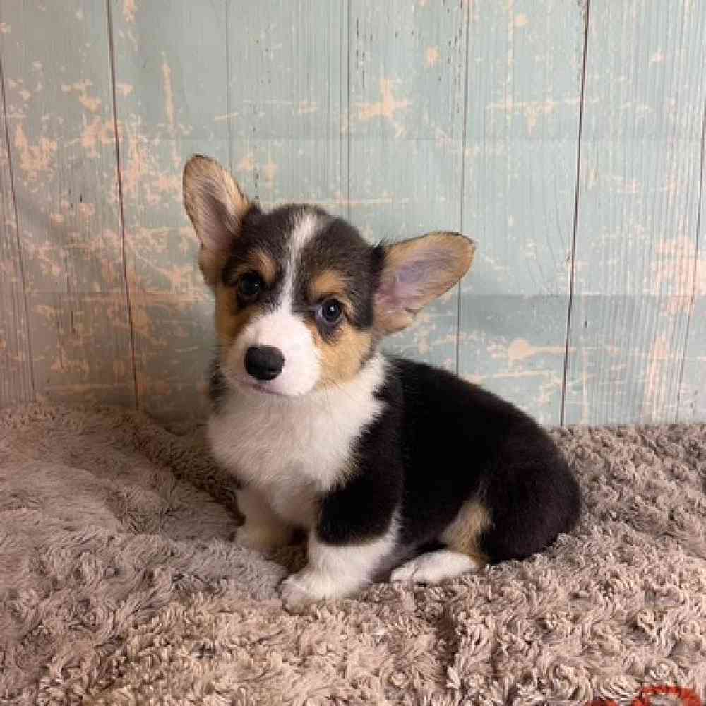 Image of a pet breed in the gallery
