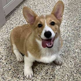 Pembroke Welsh Corgi
