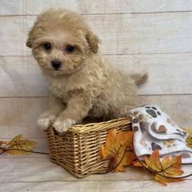 Maltese-Poodle