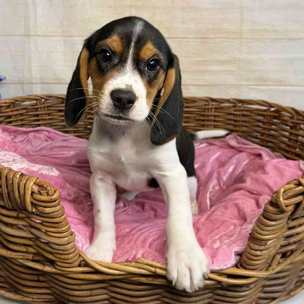 Image of a pet breed in the gallery
