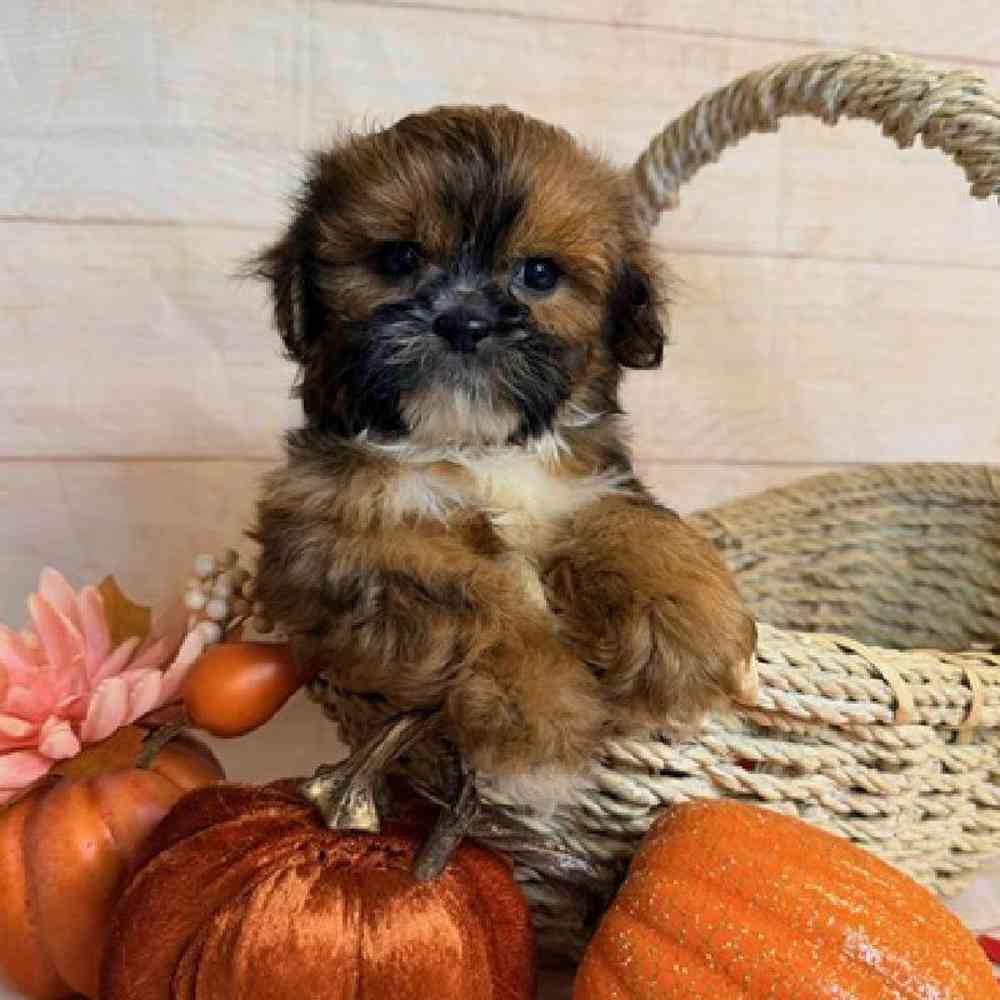 carousel pet images