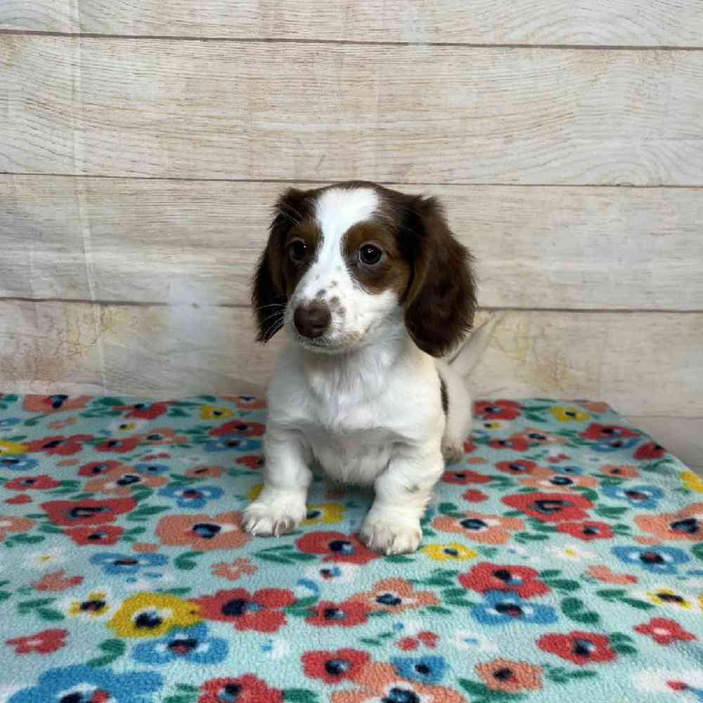 Image of a pet breed in the gallery