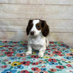 Dachshund