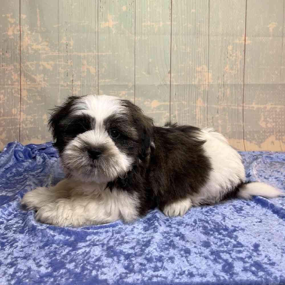 Image of a pet breed in the gallery